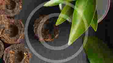 How to Store Tea Leaves